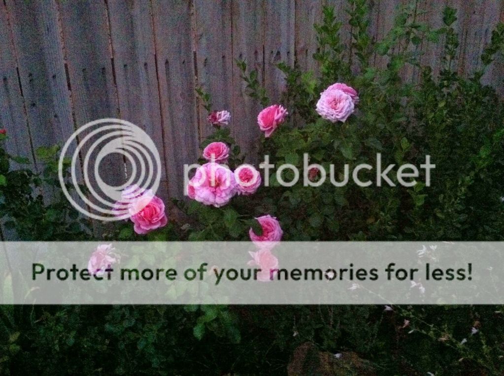 Aloha photo preview_image_1_15720982x.jpg